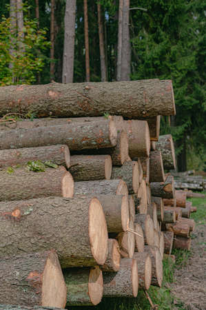 felled pine trees in the forest - woodpile - side view