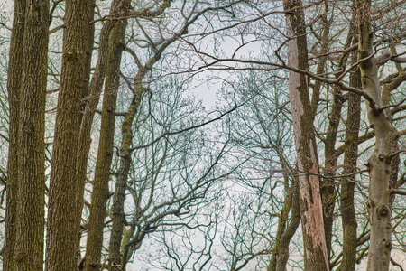 Tree trunks with branches and small leaves in European forest: dry with peeling off bark and damaged vs healthy and flourishing. Early spring woodlands detail. Vertical shot.の写真素材
