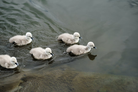 Flock of cute fluffy adorable beautiful little young swan chicks swimming on a water surface of river, lake or pond. Close up photo. Early summer scene.の写真素材