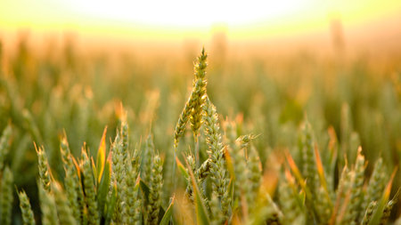 Wheat field at sunset. Close-up of ripening ears of wheat in the rays of the setting sun. Rich harvest concept.の写真素材