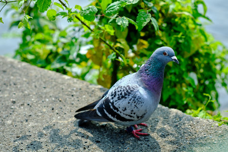 An isolated curious pigeon on the bank of the river or pond in a city park. Walking along a stone wall on a sunny day.の写真素材