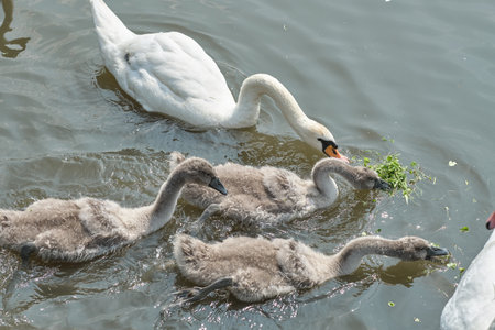 Cute adorable young swan chicks (Cygnus olor) with their mother swimming on the water surface of river, lake, or pond, near the bank. Close-up photo. Early summer bird family sceneの写真素材