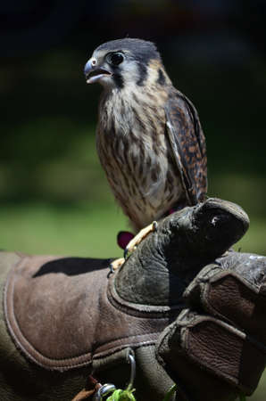 Close up of a peregrine falconの写真素材