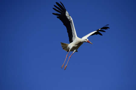 Stork flying. Stork in sky. (Ciconia)
