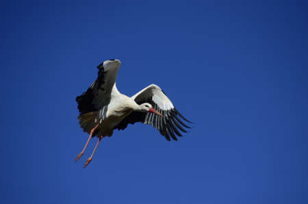 Stork flying. Stork in sky. (Ciconia)の写真素材
