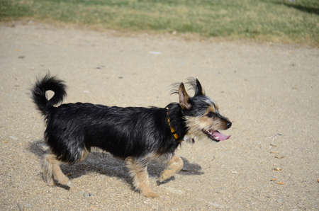 Happy dogs on the streetの写真素材