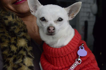 Chiguagua white dog dressed in redの写真素材