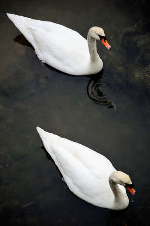 Swans on lake