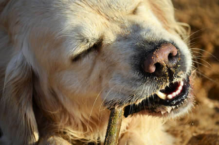 Dog playing on the beachの写真素材