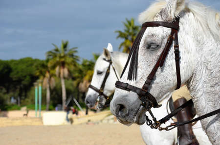 Andalusian white horseの写真素材