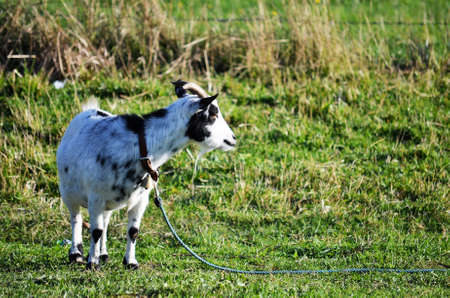 Goat in the field