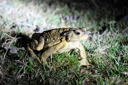 Toad on the grass