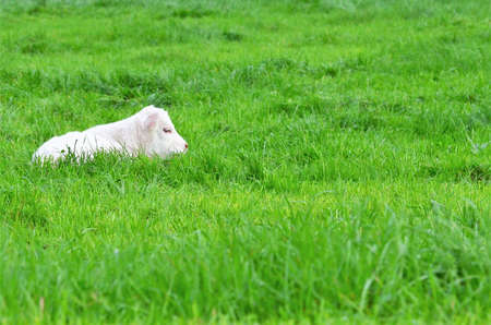 White calf in the fieldの写真素材