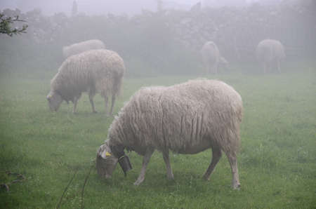 Sheep in the fieldの写真素材