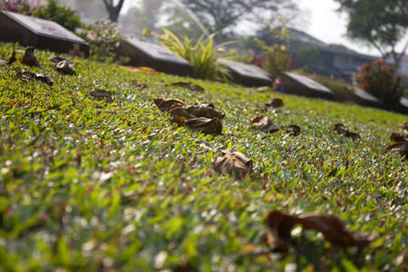 dry leaf on the grass with gravestonesの写真素材