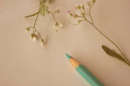 grass flowers with color pencil on the paper