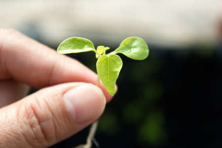 papaya sprout in left hand with nature backgroundの写真素材