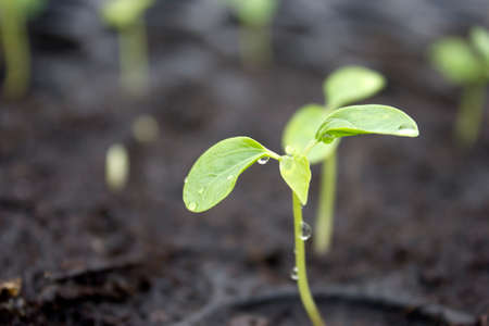 papaya sprout in the nursery tray