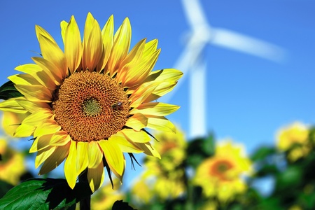 Sunflower with a windmill in the backgroundの写真素材