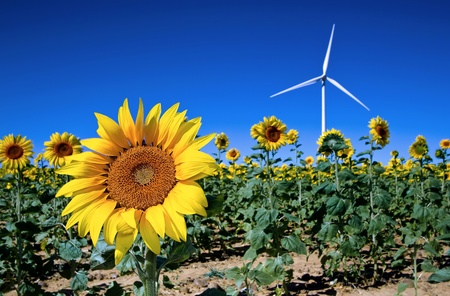 Sunflower with a windmill in the backgroundの写真素材