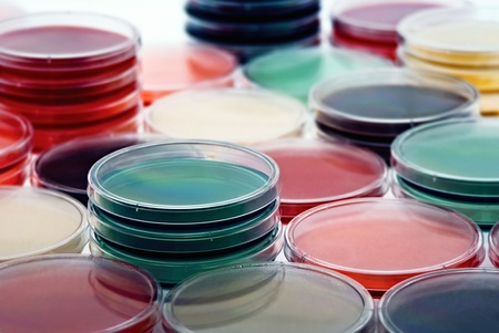 petri dishes with culture mediumの写真素材