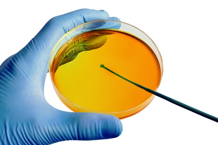 a technician inoculating a culture medium plateの写真素材