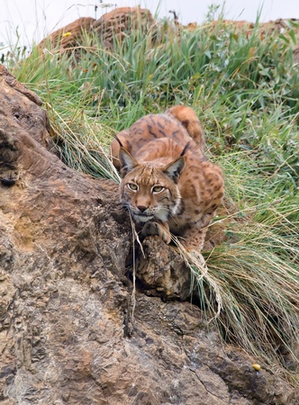 Iberian lynx lurking in the mountainsの写真素材