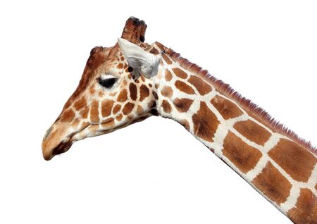 a Giraffe isolated in white backgroundの写真素材