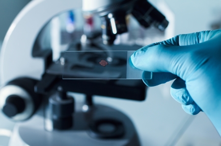 Sample in microscope slide prepared for analysis in microの写真素材