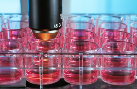 cell culture plate in the microscope