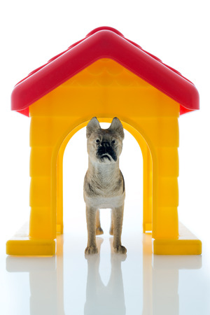 scene of a toy guard dog watching your house isolated in background whiteの写真素材