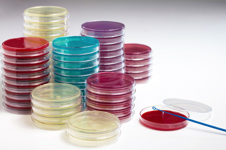 Petri plates for culture in the laboratory / cultivating petri dishes in the labの写真素材