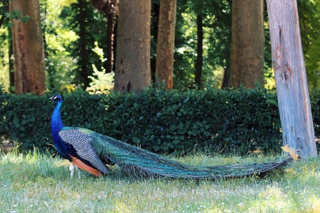 Peacock walking in the garden / Peacock