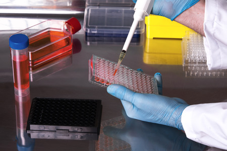 technician working in the laboratory pipetting samples in microplates in the sterile hood / researcher working with cell cultures under sterile cabinetの写真素材