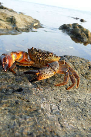 The Black Sea crab on a stone