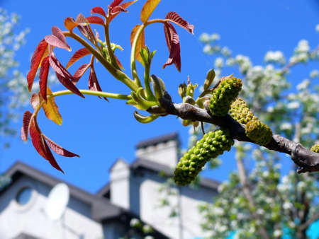 Spring buds and leafs in the walnut tree on a house backgroundの写真素材