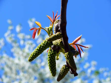 Spring buds and leafs in the walnut tree on a  background  blooming cherryの写真素材