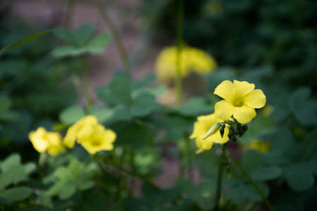 flowers in the garden of my houseの写真素材