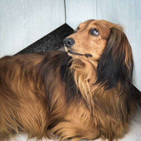 Brown dachshund with long hair looking to somethingの写真素材