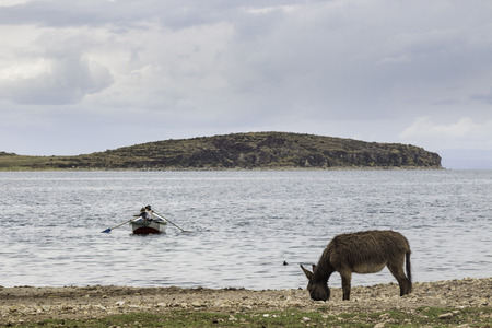 Donkey eating grass near a beach with lake Titicaca and a boat in the Island of the Sunの写真素材