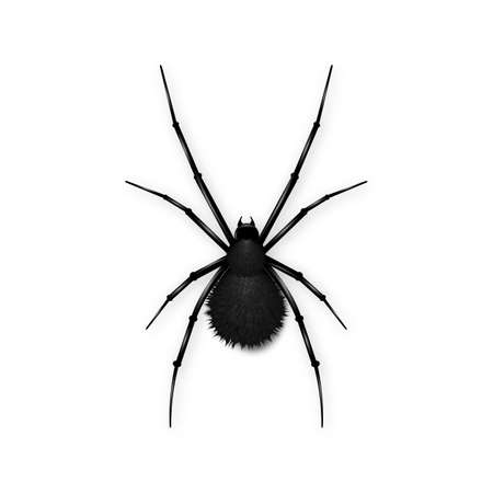 Black spider with fluffy ass isolated on white background.のイラスト素材