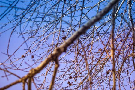 Dry brunch of tree against winter blue sky.