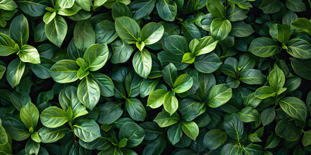 leaves green background. Abstract spring background natural green leaf in the forest. Top view of green leaf in the garden. Flat lay.の素材