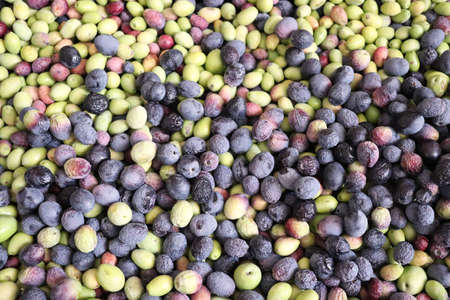 Olives. Freshly gathered olives ready to be squeezed for olive oil.