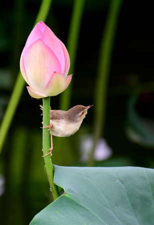 Bird on the flower rodの写真素材