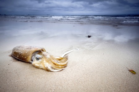Squid lies on the beach in the sand on background of cloudy sky. Rest on the sea, the sunset in Thailand. Journey to distant countriesの写真素材