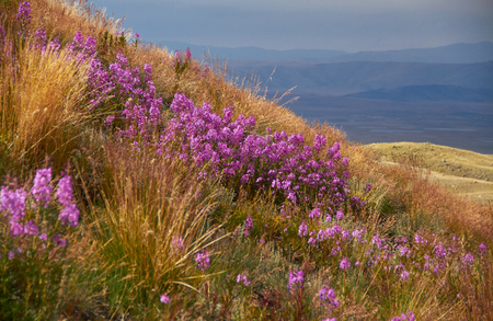 Beautiful flowers in the field. Sunset in the steppe, a beautiful evening sky with clouds, plato Ukok, no one around, Altai, Siberia, Russiaの写真素材