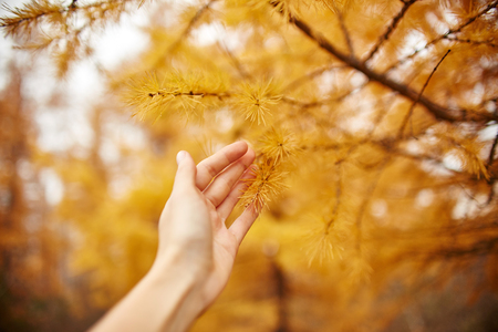 Golden autumn with yellow trees in the forest. Tree with yellow larch needles in the hands of women, autumn came. Wonderful autumn moodの写真素材