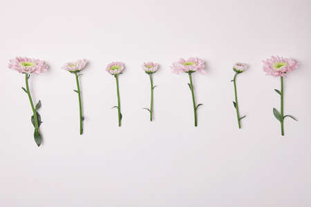 Beauty woman with pink flowers in her hand. Natural cosmetic for hand skin care. Hand hydration and...