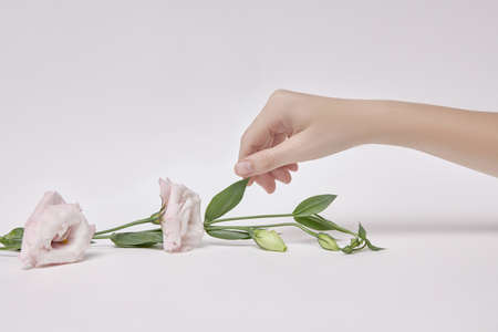 Beauty woman with pink flowers in her hand. Natural cosmetic for hand skin care. Hand hydration and...